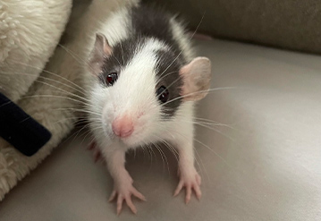 小動物の基本プランのエリアでペットシッターをご依頼いただいたお客様の口コミ
