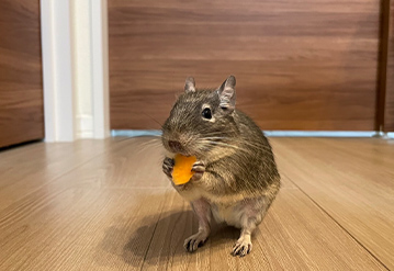 小動物の基本プランのエリアでペットシッターをご依頼いただいたお客様の口コミ