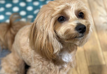 犬のお世話＆お散歩代行プランのエリアでドッグシッターをご依頼いただいたお客様の口コミ