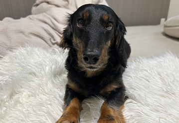 犬のお世話＆お散歩代行プランのエリアでドッグシッターをご依頼いただいたお客様の口コミ