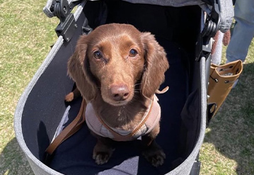 犬のお世話＆お散歩代行プランのエリアでドッグシッターをご依頼いただいたお客様の口コミ