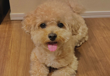 犬のお世話＆お散歩代行プランのエリアでドッグシッターをご依頼いただいたお客様の口コミ