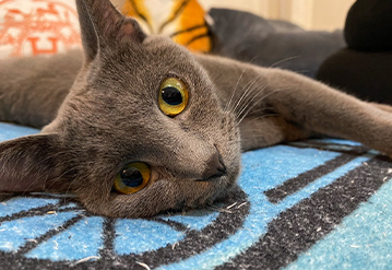キャットシッターによる基本プランのエリアでペットシッターをご依頼いただいたお客様の口コミ