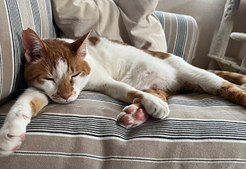 キャットシッターによる基本プランのエリアでペットシッターをご依頼いただいたお客様の口コミ