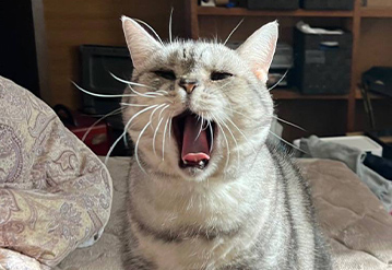 キャットシッターによる基本プランのエリアでペットシッターをご依頼いただいたお客様の口コミ