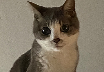 キャットシッターによる基本プランのエリアでペットシッターをご依頼いただいたお客様の口コミ